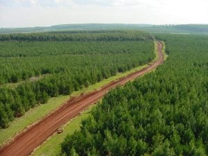 CMPC analiza vender sus activos forestales en Argentina para financiar…