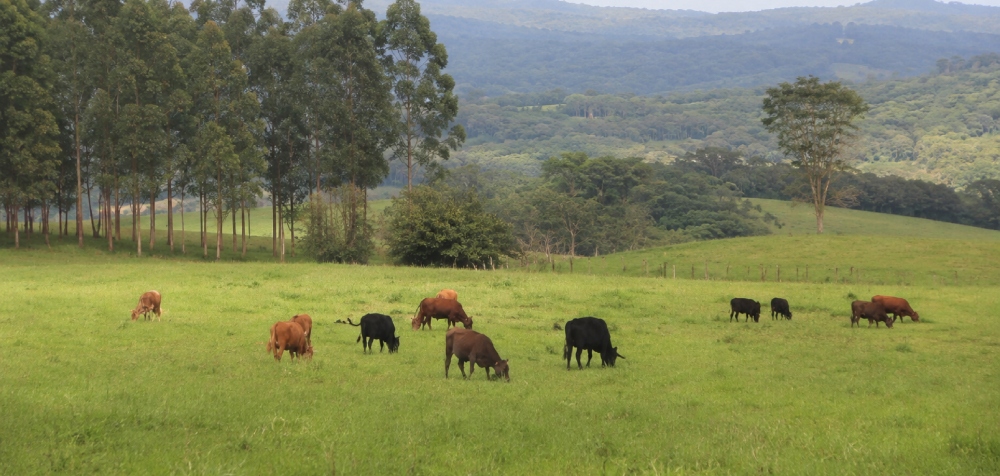 El agro misionero se transforma: ganadería y forestación ganan terreno&hellip;