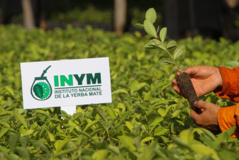 El sector yerbatero llevará su crisis al Congreso y pedirá restituir las facultades del INYM