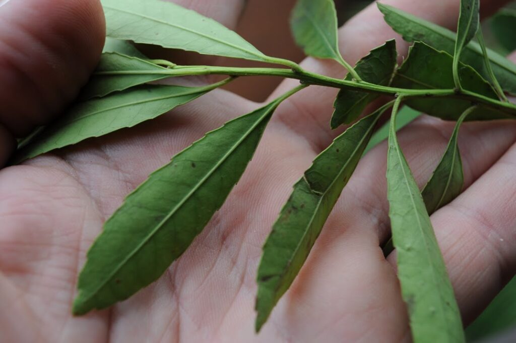 Nación confirmó que la yerba mate seguirá siendo exclusivamente Ilex&hellip;