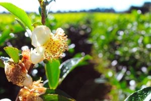 Día Internacional del Té: Misiones produce el 95% del té argentino y apuesta al gourmet y la exportación