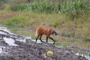 Rescataron un aguará guazú que apareció en una vivienda de…