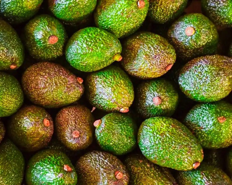 Apóstoles: capacitaron a productores sobre el cultivo comercial de palta&hellip;