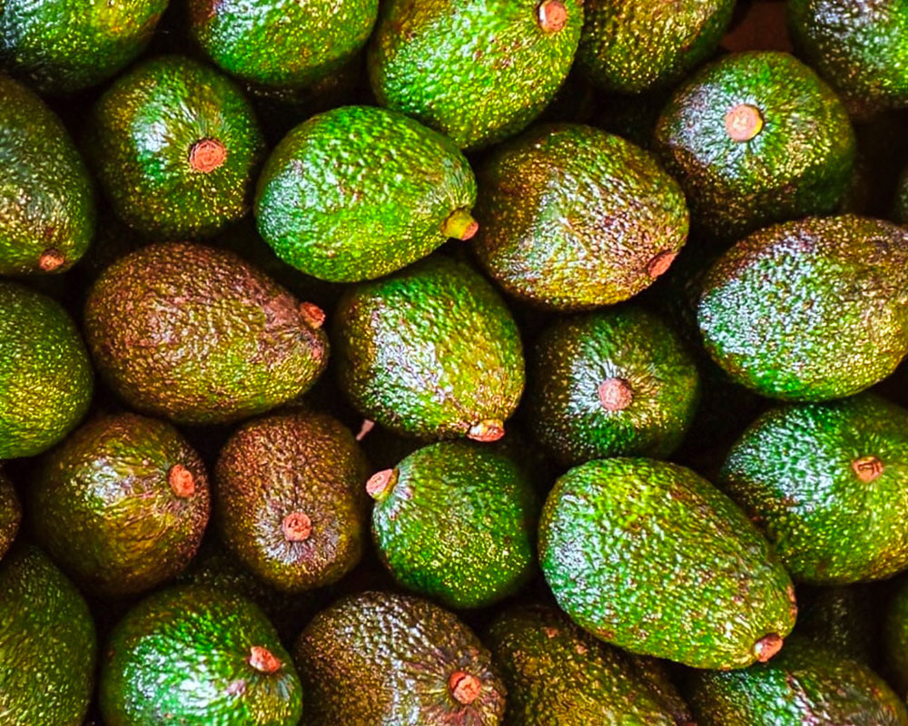 Capacitaron a productores de Apóstoles sobre el cultivo de palta&hellip;