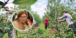 Productora yerbatera de Apóstoles tras exponer en el Congreso: «Son…