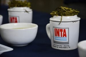 INTA Cerro Azul identifica los mejores cultivares de té para&hellip;