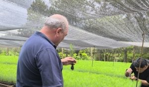 Papel Misionero avanza hacia la clonación forestal para mejorar la&hellip;