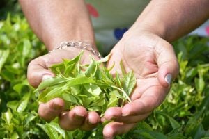 La Ruta del Té: una excursión para conocer otra cara productiva de Misiones