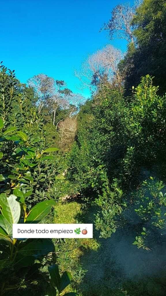 De la chacra a la góndola: la historia de Yerba…