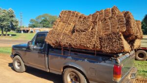 El tabaco misionero bate récord: ya se acopiaron 40 millones&hellip;