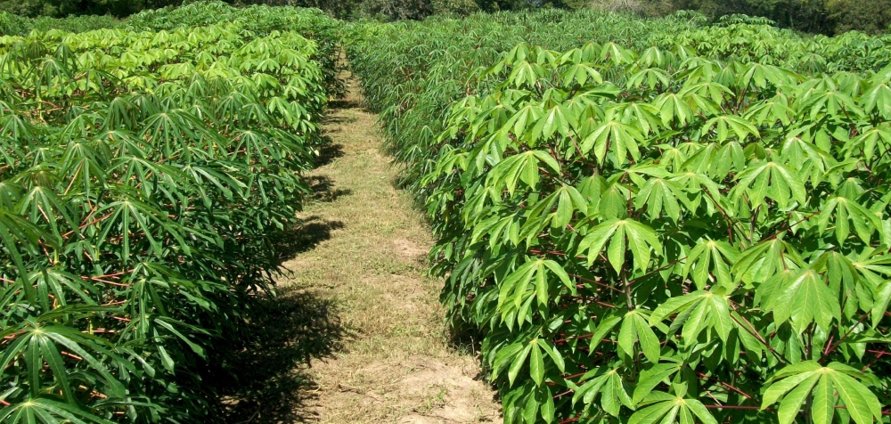 El INTA trabaja con más de 300 productores misioneros en&hellip;