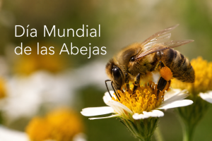 Misiones celebra el Día Mundial de las Abejas con ferias, capacitaciones y una fiesta provincial en Capioví