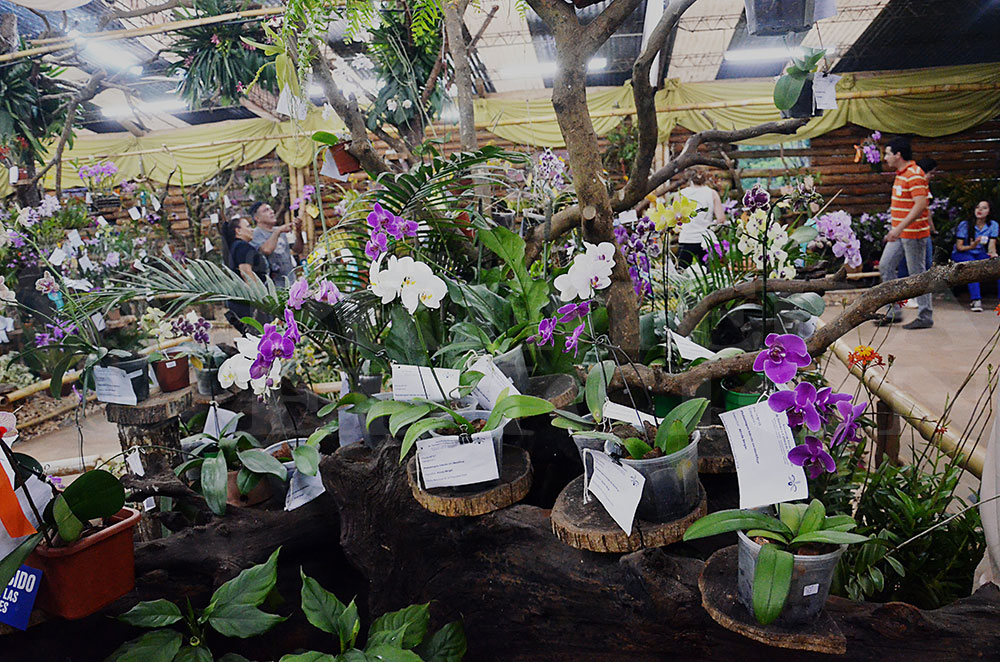 Hoy se celebra el Día Internacional de la Fascinación por las Plantas