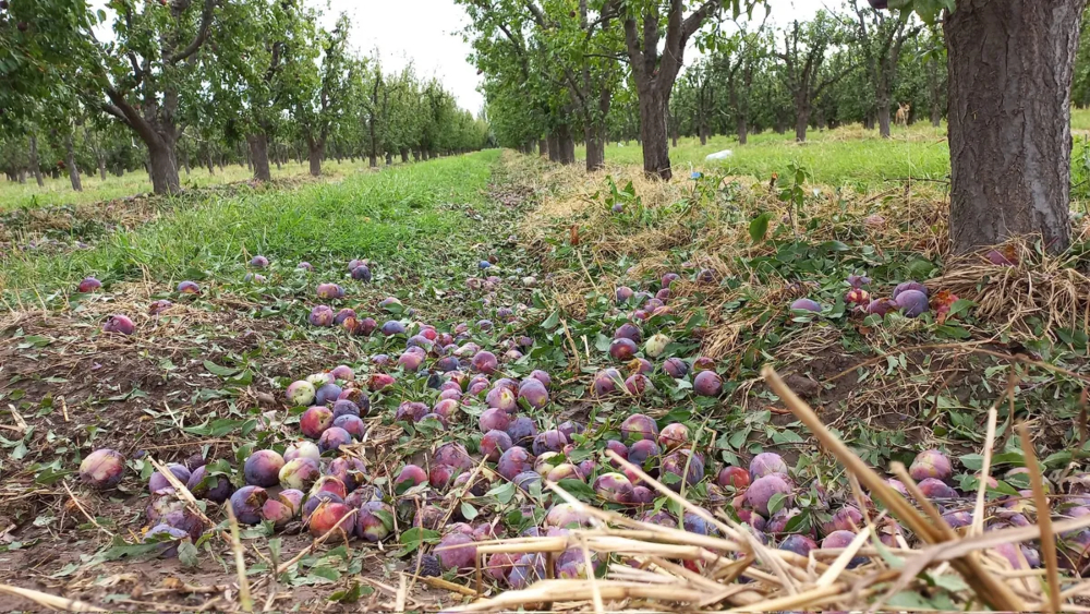 El Gobierno nacional declaró emergencia agropecuaria en Chubut, Santa Cruz&hellip;