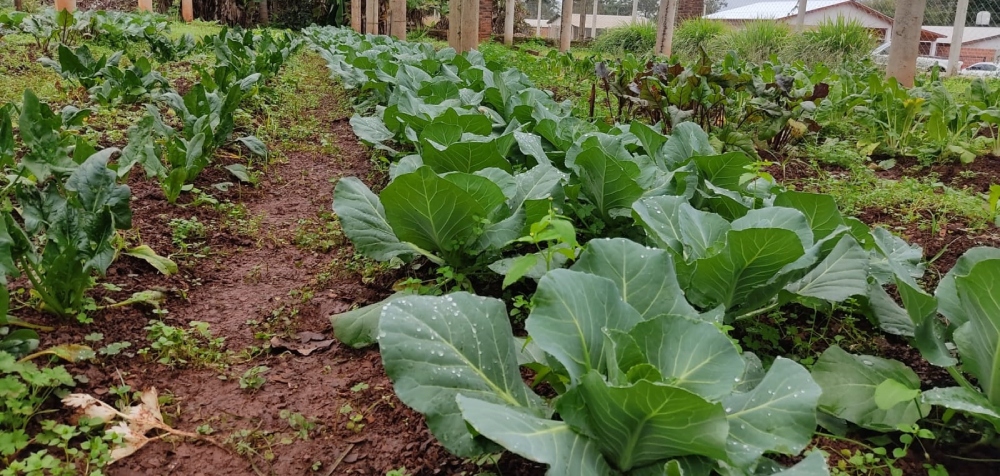 Las ‘coles’ de invierno sostienen la horticultura misionera: repollo, coliflor&hellip;