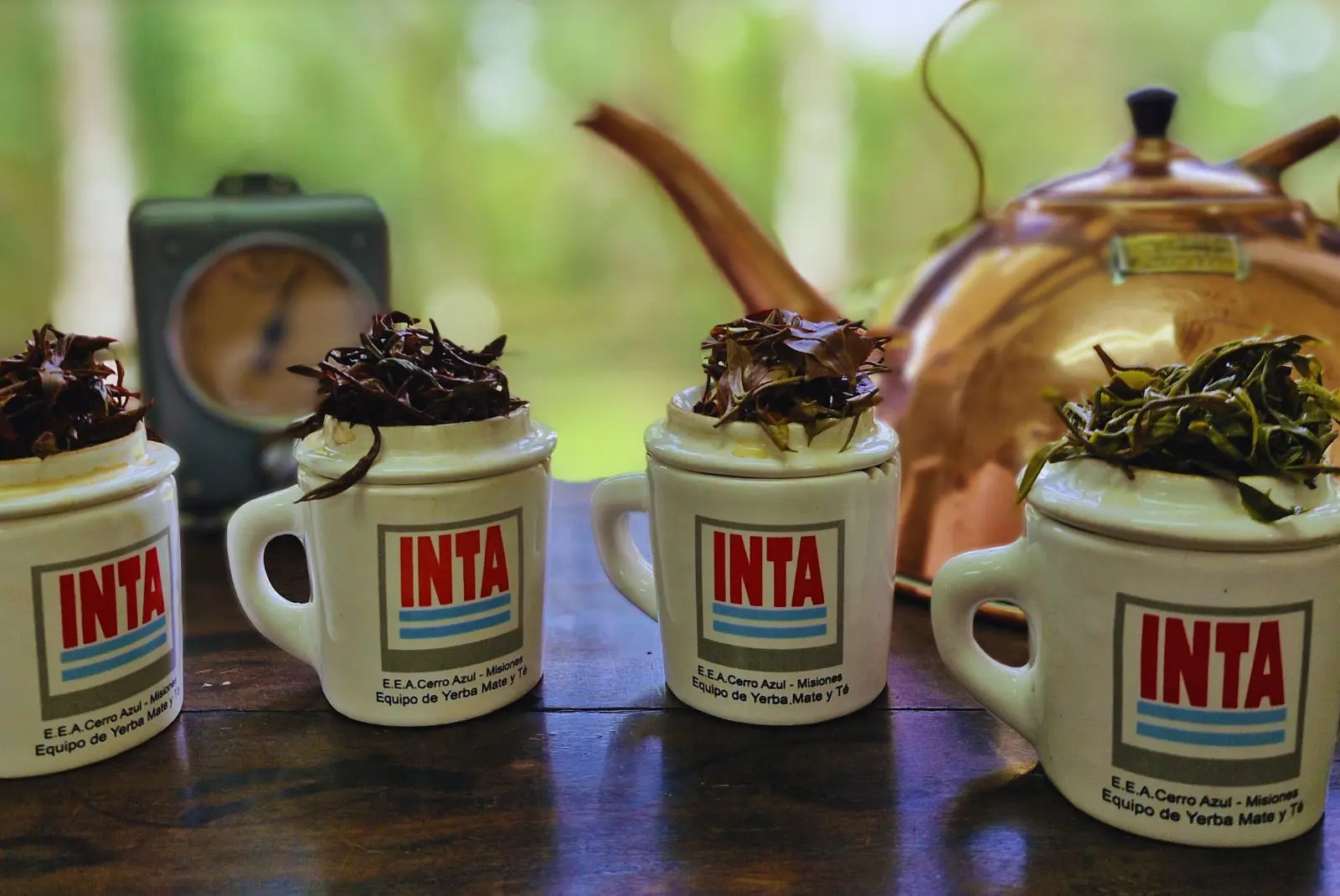 El INTA evalúa qué cultivares de té son más aptos&hellip;