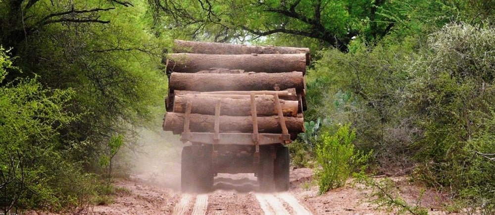 Misiones digitaliza el control forestal: las guías y remitos en&hellip;