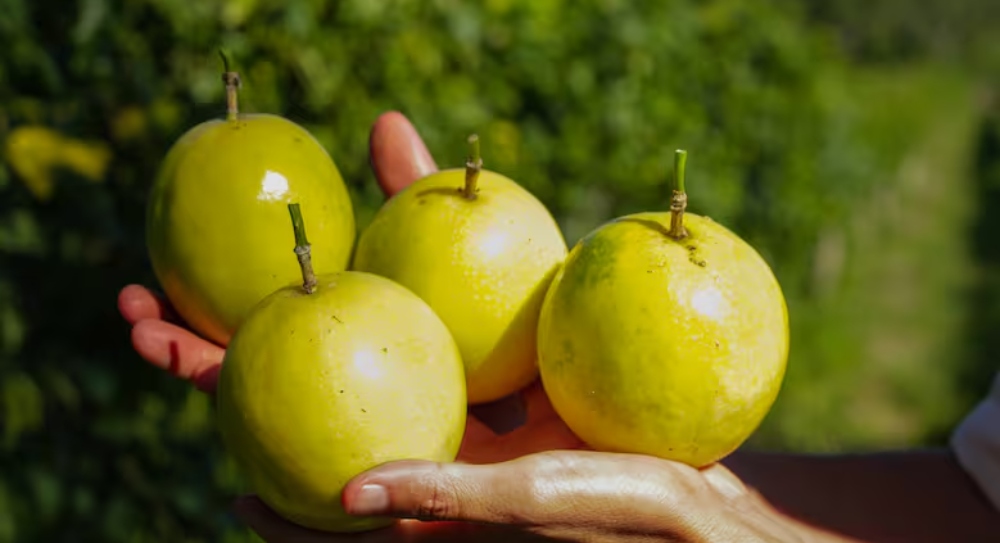 Almafuerte apuesta a las frutas tropicales y ya envía cargamentos&hellip;