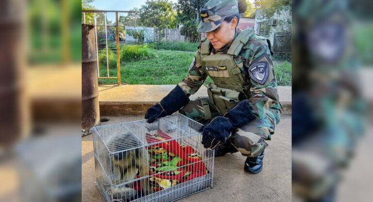 Rescataron a un mono carayá electrocutado en Posadas y quedó bajo atención veterinaria