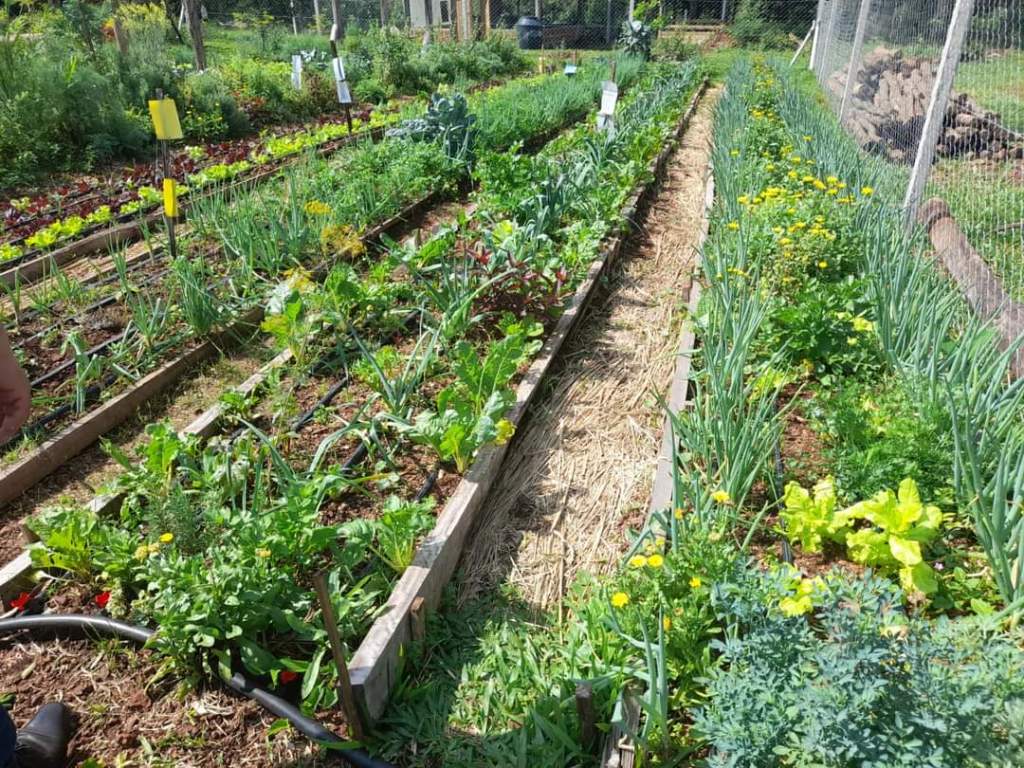 San Pedro: productores agroecológicos avanzan en la certificación participativa de&hellip;