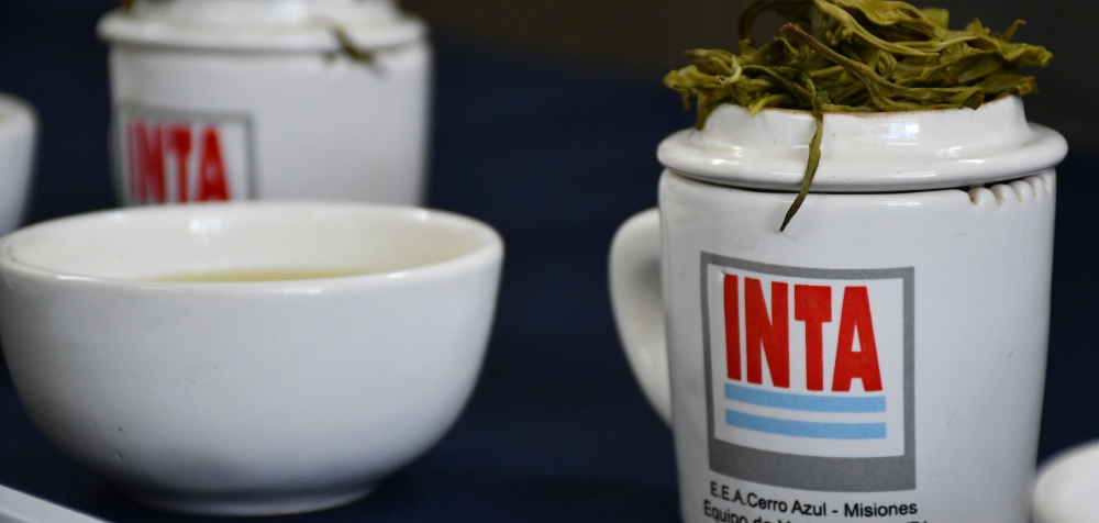 El INTA evalúa cuáles de sus cultivares de té son&hellip;