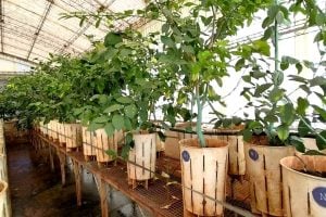 El INTA Montecarlo provee material cítrico libre de virus para sostener la producción de limones, mandarinas y naranjas en Misiones