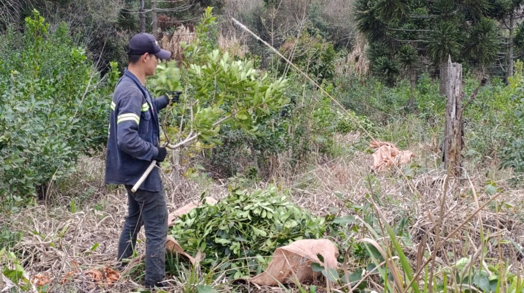 La cosecha de yerba acumula una caída del 43% en&hellip;