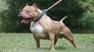 Misiones regulará la tenencia de perros potencialmente peligrosos con registro, microchip y seguro obligatorio