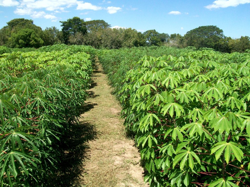 Agricultura regenerativa en Misiones: miden la huella de carbono en…