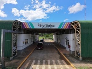 Biofábrica Misiones despachó 60.000 plantines de banano in vitro a Salta en el segundo envío del año
