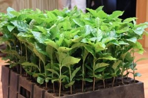 Misiones lanzó la mesa institucional del café y trazó un plan para ordenar la cadena&hellip;