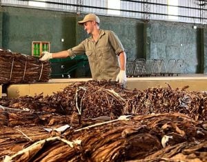 Campaña tabacalera récord: el FET pagará más de $3.400 millones a productores misioneros el 17 de junio