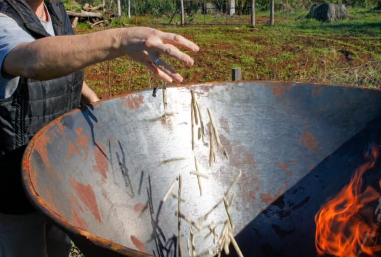 Investigadores del INTA Cerro Azul convierten palitos de yerba mate en biocarbón para mejorar suelos