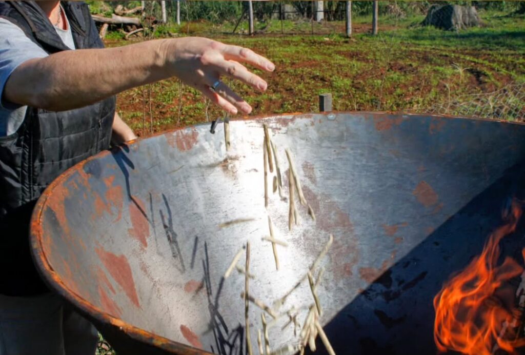 Investigadores del INTA Cerro Azul convierten palitos de yerba mate…