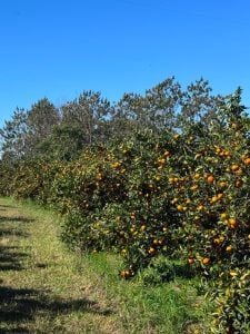 La Cooperativa Citrícola de Misiones suma productores y recupera volumen&hellip;