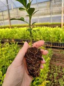 La Cooperativa Citrícola de Misiones busca sumar 1.500 hectáreas de cítricos y abastecer su planta&hellip;