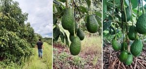 Palta Hass en Misiones: calidad demostrada, escala pendiente