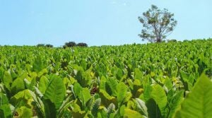 Nación transfirió más de $1.743 millones al sector tabacalero de…