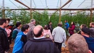 Familias tabacaleras de Misiones apuestan a la horticultura bajo invernadero para diversificar sus ingresos