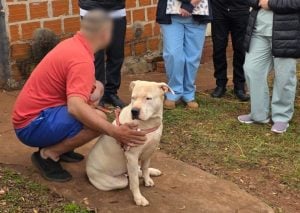 Tres pitbulls retirados de una vivienda en Posadas: la Justicia investiga maltrato animal y define si vuelven con su dueño