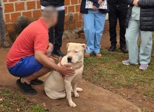 Rescataron tres pitbulls en Itaembé Miní: podrían volver a sus dueños si se refuerza la…