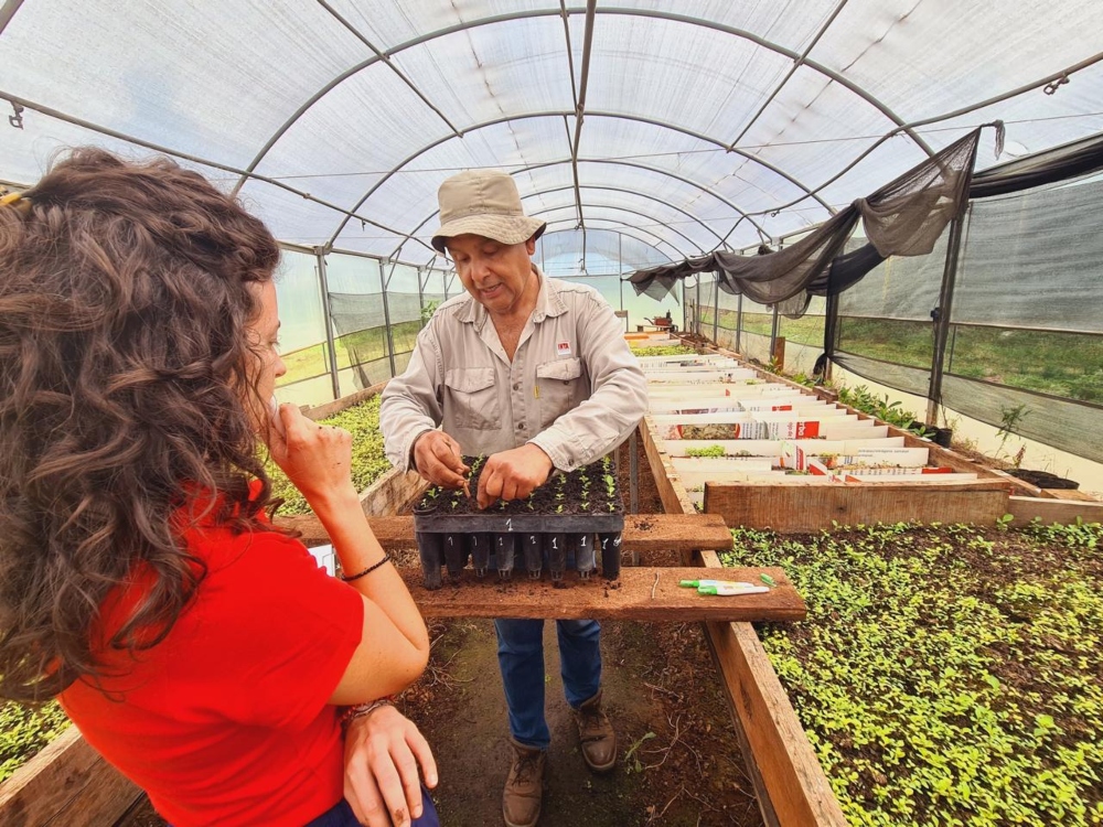 INTA evalúa nuevas genéticas de yerba mate en establecimientos productivos de Santo Pipó y Oberá