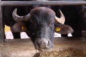 Búfalos en los esteros del Iberá: cómo Corrientes convierte tierras…