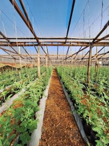 55 productores misioneros recibirán módulos hidropónicos para cultivar tomate durante&hellip;