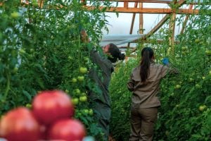 Capacitarán a docentes agropecuarios en horticultura sustentable en el Centro Hortícola de San Vicente
