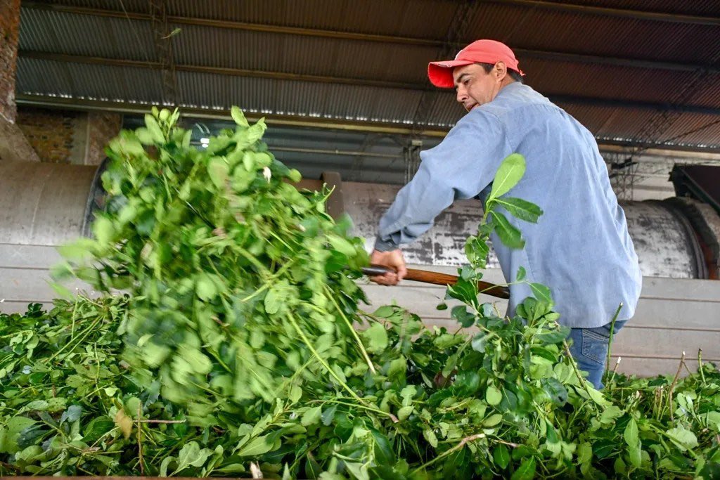 Un informe acusa a la desregulación yerbatera de hundir los…