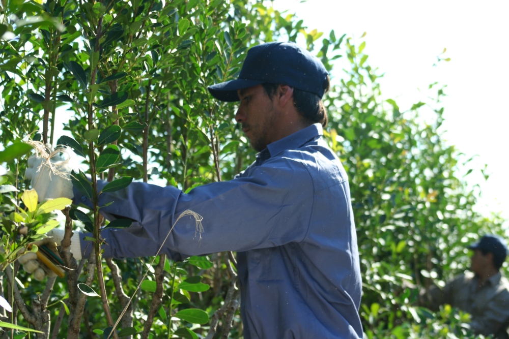 La cosecha de yerba mate acumula una caída de 150&hellip;