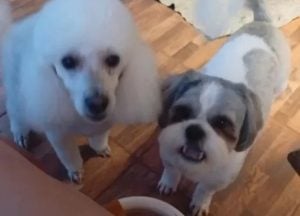 Precedente en Misiones: una jueza prohibió a un hombre acercarse a las mascotas de su expareja
