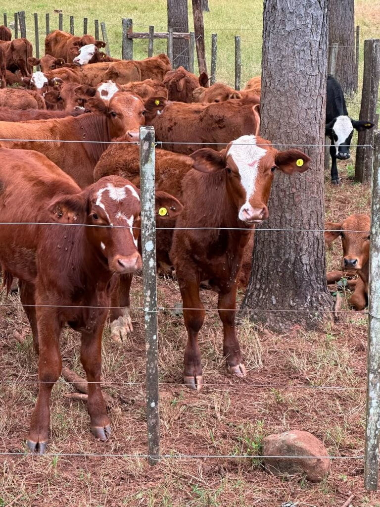 Garrapata bovina en Misiones: el INTA propone manejarla en lugar&hellip;