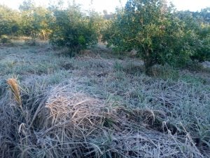 Alerta naranja por frío extremo en el noreste de Misiones: se esperan heladas y mínimas de 2°C